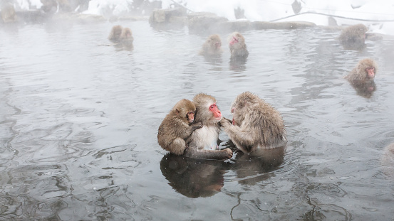 Family of snow monkey sitting in a hot spring, Nagano Prefecture, Japan.