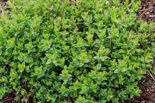 Hypericum perforatum, St John's wort, common or perforate St John's-wort. Medicinal plants
