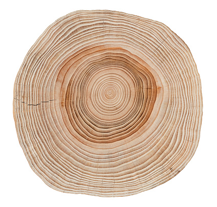 Isolated shot of pine tree cross section on white background