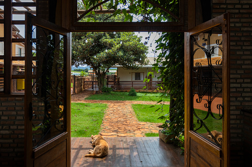 São Roque de Minas, MG, Brazil, NOV 03, 2018, Dog resting at the entrance of the farmhouse