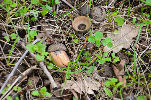 dry acorns on the ground among grass, close-up