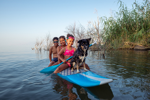 Three happy children friends and their dog having fun with a stand-up paddleboard (SUP) on vacation on the lake in summer. They are sitting on a board, surfing, and floating on the water. The dog is mixed-breed Husky and Australian shepherd. The little girl in the foreground is wearing swimming goggles and holding an oar.