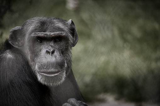 chimpanzee sitting with direct eye contact. Big monkey. Great ape. Photo of ape species