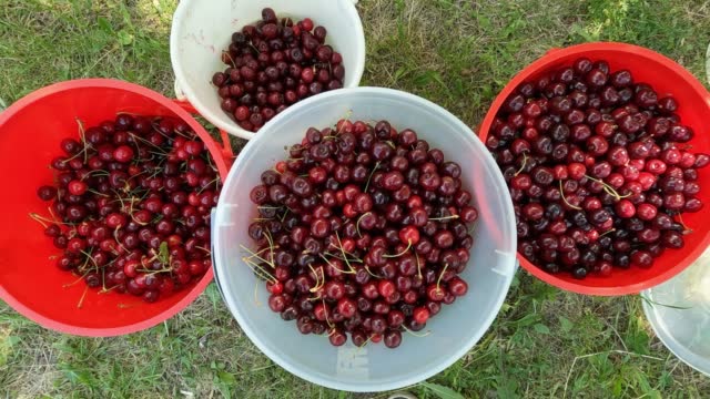 Cherries In Buckets