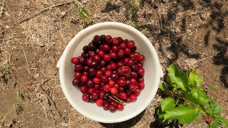 Cherries In A Bucket