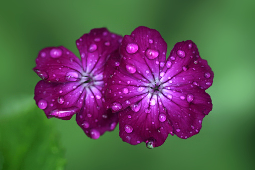 A purple phlox flower head with raindrops following a spring shower.