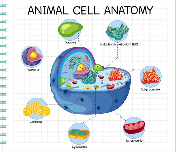 anatomie tierischer zellen (biologiediagramm) - organell stock-grafiken, -clipart, -cartoons und -symbole