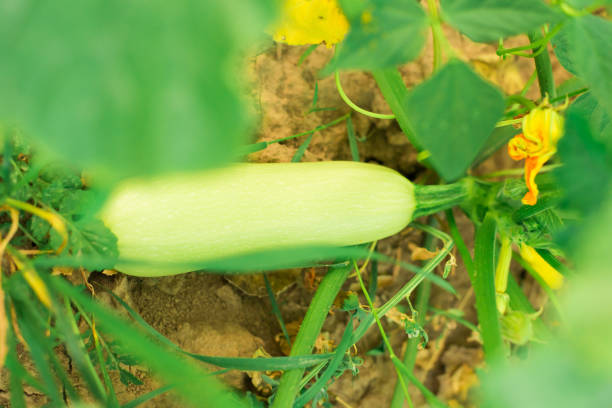 zucchini in the garden