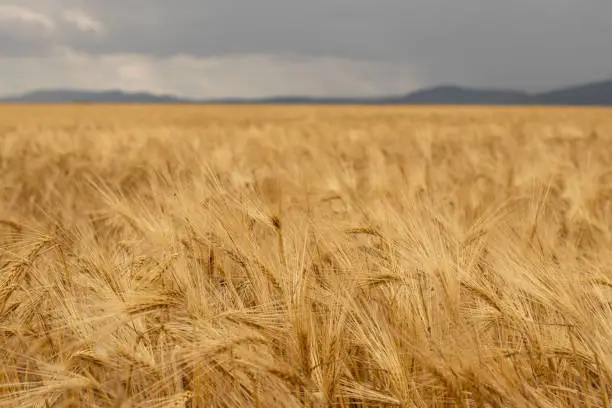 Golden barley field in summer with dark sky clouds in the background. Grain harvest season. Selective focus. A close-up.