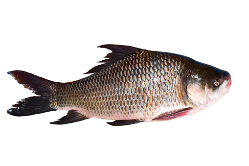 Common Dentex fish fresh isolated on white from sparidae family as Sea Bream and Snapper profile view