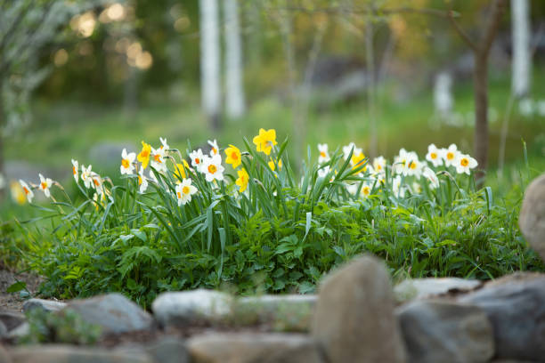 White daffodils, Poeticus daffodils, Narcissus poeticus Actaea, flowers in springtime. Blurred, bokeh background. stock photo