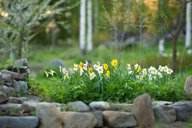 White daffodils, Poeticus daffodils, Narcissus poeticus Actaea, flowers in springtime. Blurred, bokeh background. stock photo