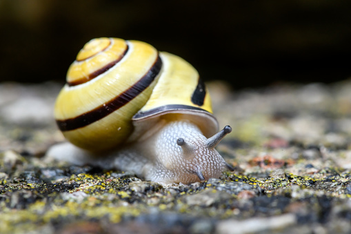 Grove snail, brown-lipped snail or Lemon snail (Cepaea nemoralis)