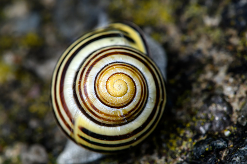Large Crimean (forest) snail (Helix lucorum) on a white background