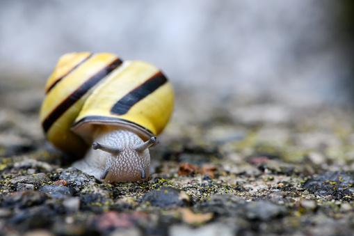 A snail traversing the edge of a knife blade. The snail's shell has a pattern of yellows and browns. The knife is sharp and reflects light along its surface, indicating smooth, honed metal. The background is dark, which creates a stark contrast with the brightly lit knife and the snail, emphasizing the snail's silhouette and the gleaming edge of the knife.