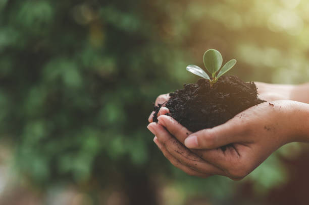 ecología protección del medio ambiente natural concepto día de la tierra plantación de plantas en manos humanas sobre fondo verde - empresa de carácter social fotografías e imágenes de stock