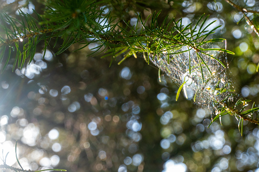 Closeup of cobweb on moss tree. wet cobweb. forest gossamer