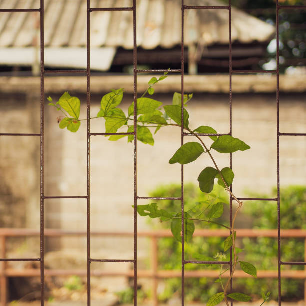 green leaves on the window background