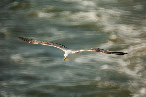 View of a seagull flying after a ferry.
