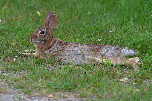 Rare shot of a wild and free eastern cottontail rabbit sprawled out at a nature preserve in Connecticut. Even a rabbit needs a rest from watching out for predators.