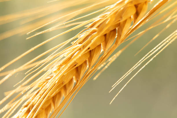 istock dry ear in the sun close up, wheat 1405613412