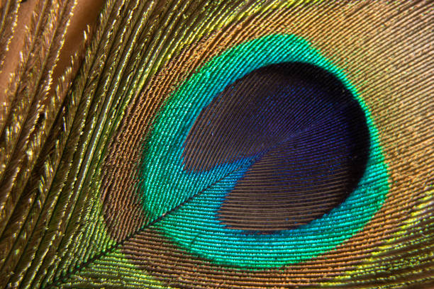 istock peacock feather close up macro photo 1405613493
