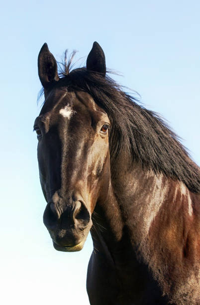 portrait d’un cheval noir contre un ciel bleu - horse animal head animal sky photos et images de collection