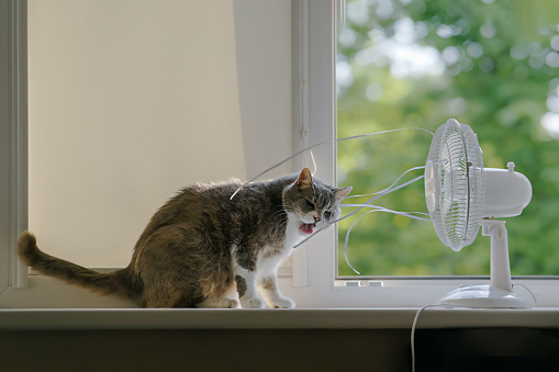 funny domestic cat plays with a fan on the windowsill on a hot summer day.