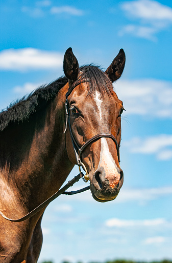 A portrait of a bay thoroughbred horse with a white blaze on his forehead wearing a bridle and reins, looking at camera against a blue sky.