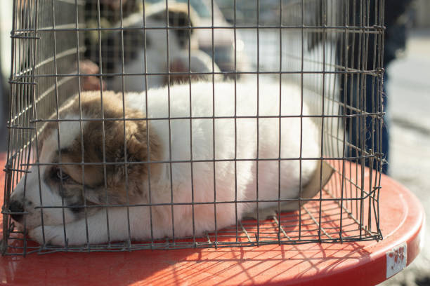 Alabai is small. Pet in carrier. Animal is cute and fluffy.
