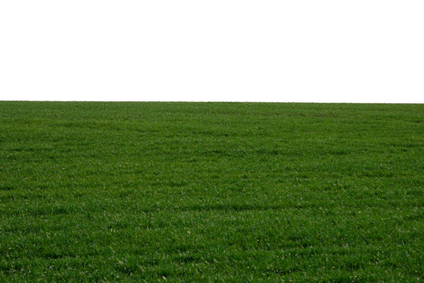istock Green field as a background.  Green grass in spring isolated on white background. 1405616101