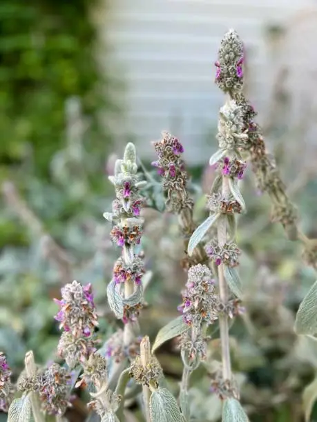 Photo of Lamb’s Ear in Garden