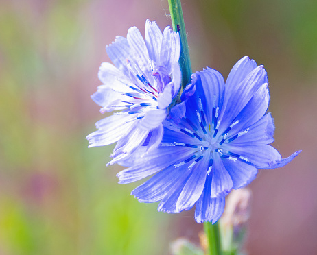 Corn flowers in bloom-Howard County, Indiana