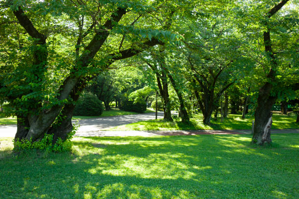 istock Green garden 1405617345