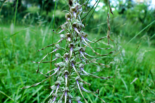 Lizard orchid (Himantoglossum hircinum) in a meadow