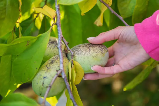 Photo of Harvesting asimina fruit