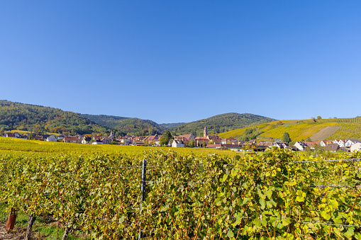 Vineyards with small houses on the Somló Hill on a sunny day in springtime.