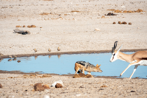 Black-backed Jackal (Lupulella mesomelas) being charged by a  Springbok (Antidorcas marsupialis) at Ozonjuitji M'Bari Waterhole in Etosha National Park in Kunene Region, Namibia. Jackals are known to kill young springbok.