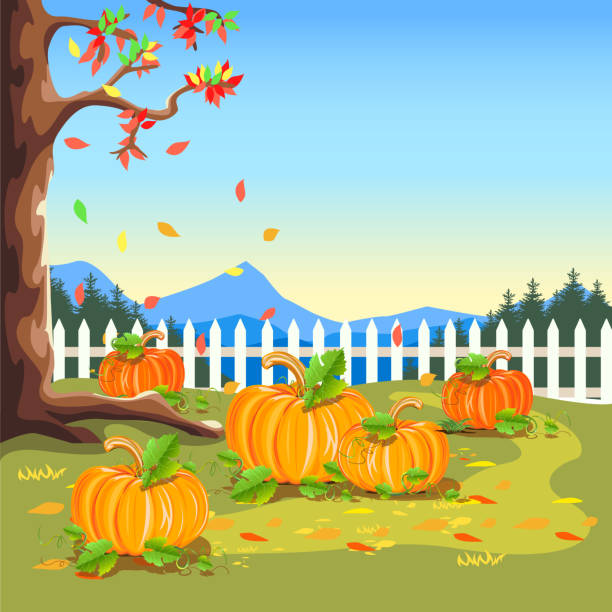 Pumpkin Patch Cartoon Illustrations, Royalty-Free Vector Graphics & Clip  Art - iStock
