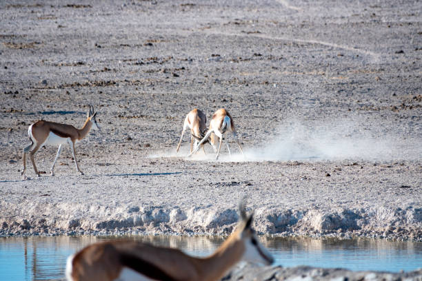 istock Springbok in Etosha National Park at Kunene Region, Namibia 1405620487