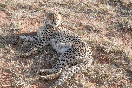 Cheetah eats deer