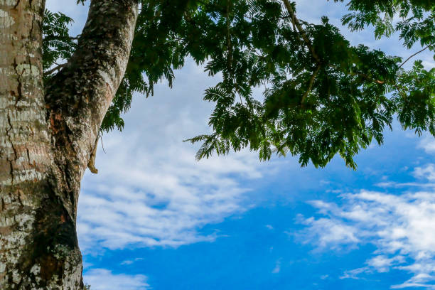 A chameleon perched on a tree in the morning with a clear sky.