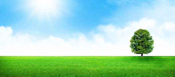 istock Green grass field, tree and blue sky 1405622990