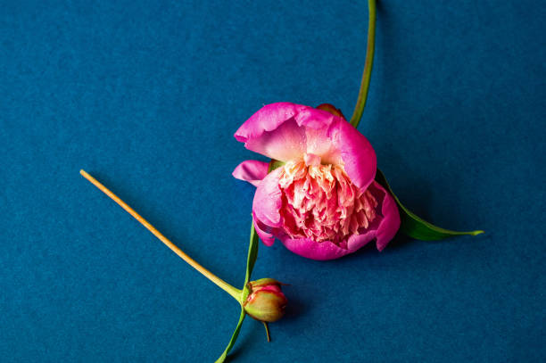 istock Two pink peony bud, one of them is blooming on blue. 1405623127
