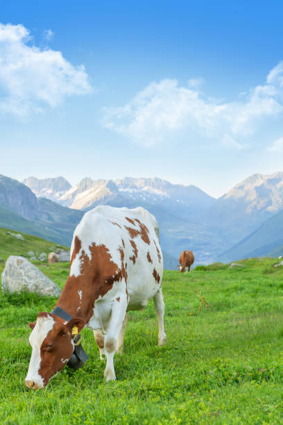 istock Cows in pasture on alpine meadow 1405623268