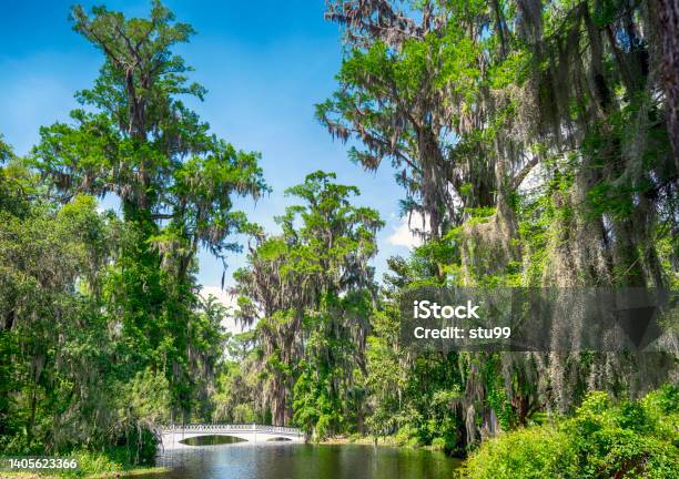 Beautiful Swamp And Lake Area With Old Trees In South Carolina Stock Photo - Download Image Now