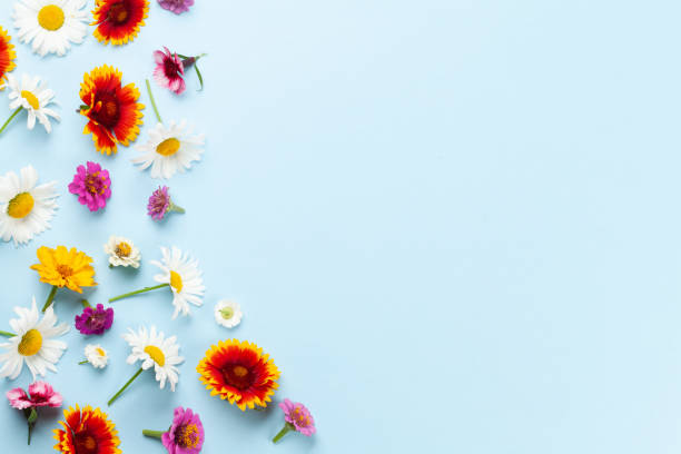istock Various garden flowers on wooden background 1405623665