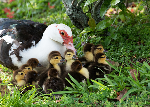 Muscovy duck mother with black, white, and red coloring watches over her brown and yellow ducklings close up in green grass.