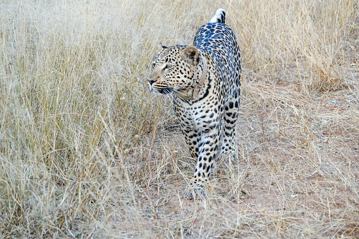 Young female African Leopard in Omboroko Mountains at Otjozondjupa Region, Namibia, with a wildlife tracking tag.