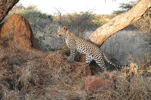 Young female African Leopard in Omboroko Mountains at Otjozondjupa Region, Namibia, with a wildlife tracking tag.